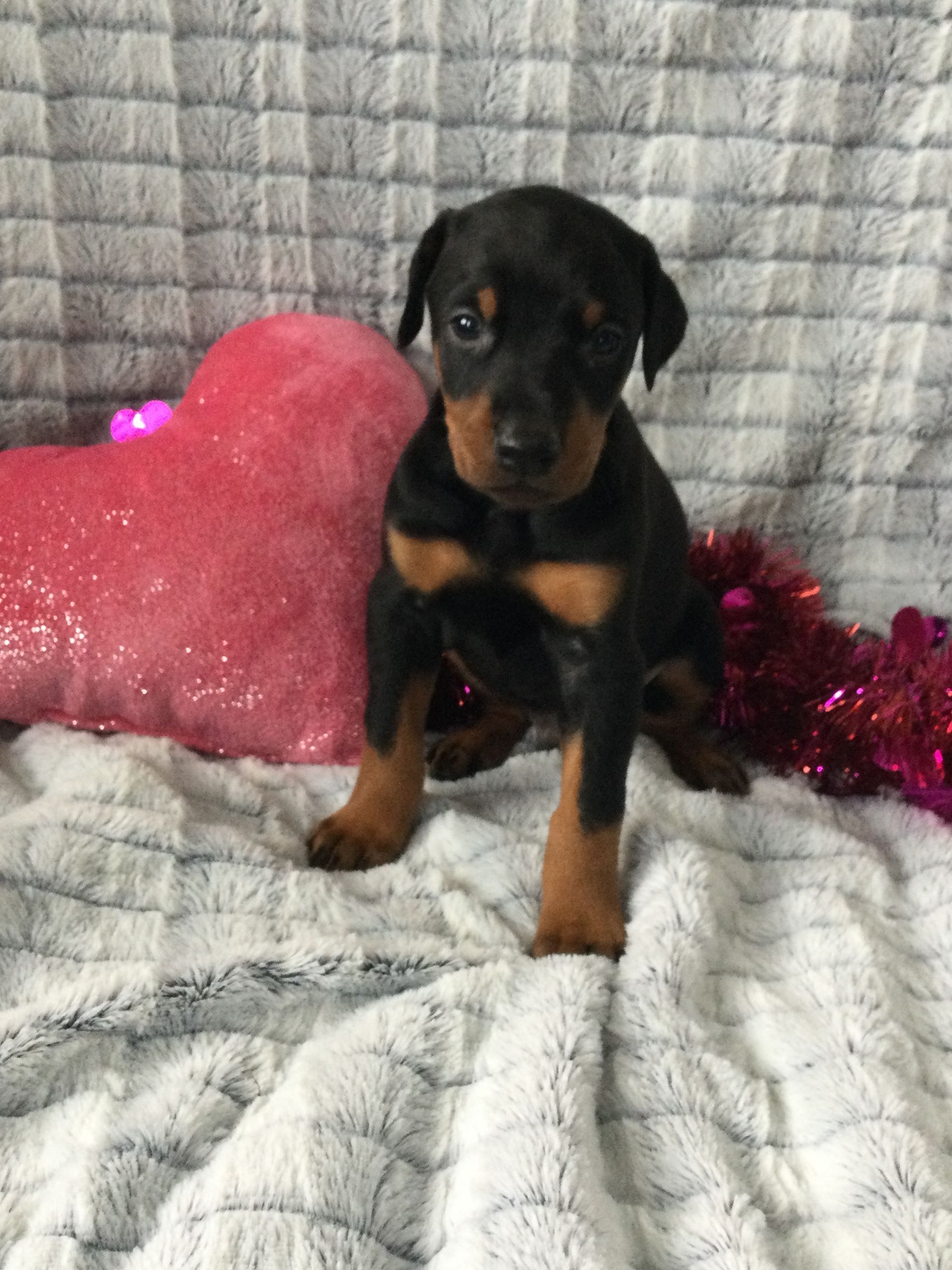A Doberman Pinscher puppy is sitting on a bed next to a pink heart shaped pillow.