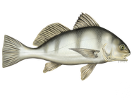 A drawing of a fish on a white background