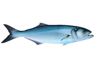 A blue fish is swimming on a white background.