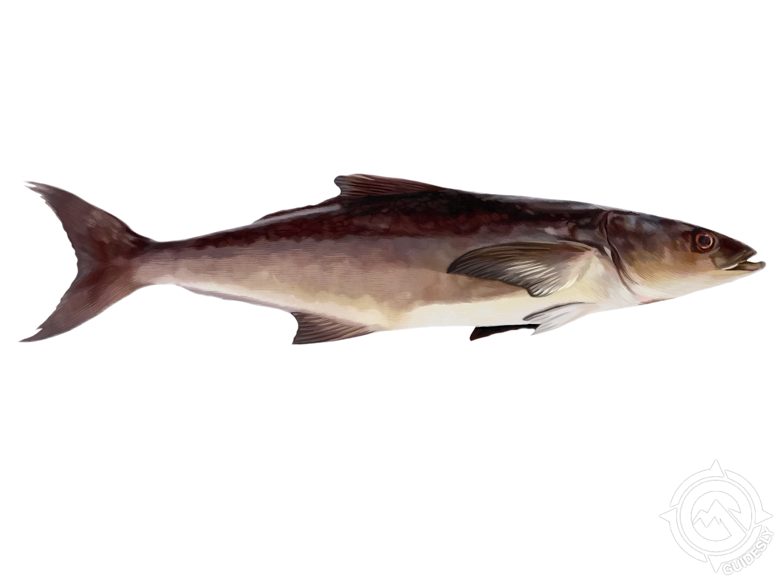 A fish is swimming in the water on a white background.