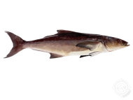 A fish is swimming in the water on a white background.
