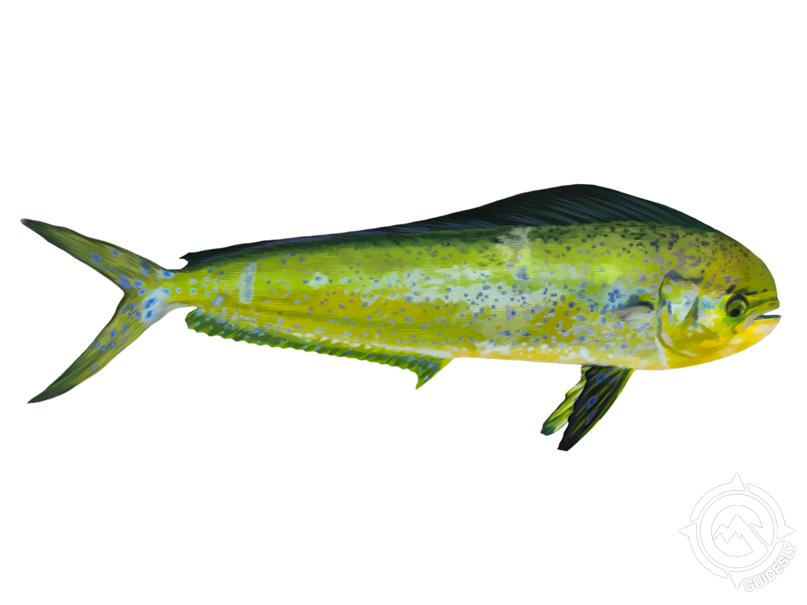 A yellow fish with a black tail is swimming on a white background.