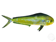 A yellow fish with a black tail is swimming on a white background.