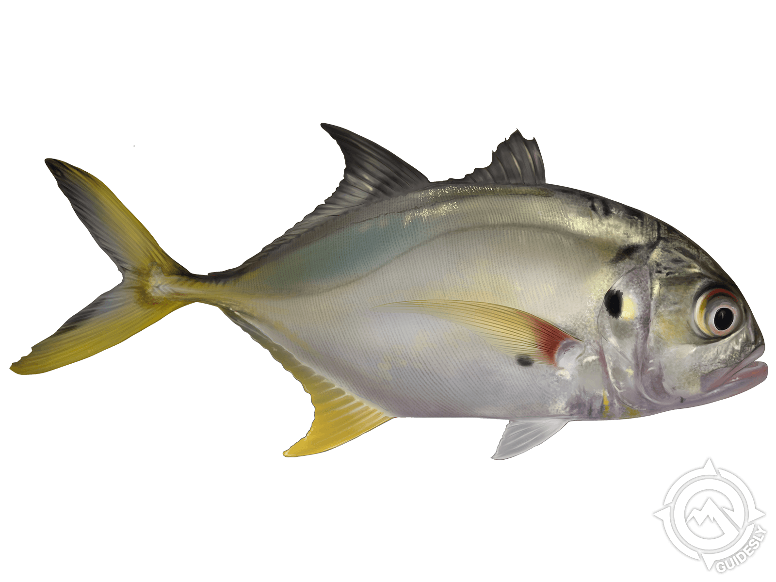 A fish with a yellow tail is swimming on a white background
