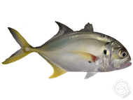 A fish with a yellow tail is swimming on a white background