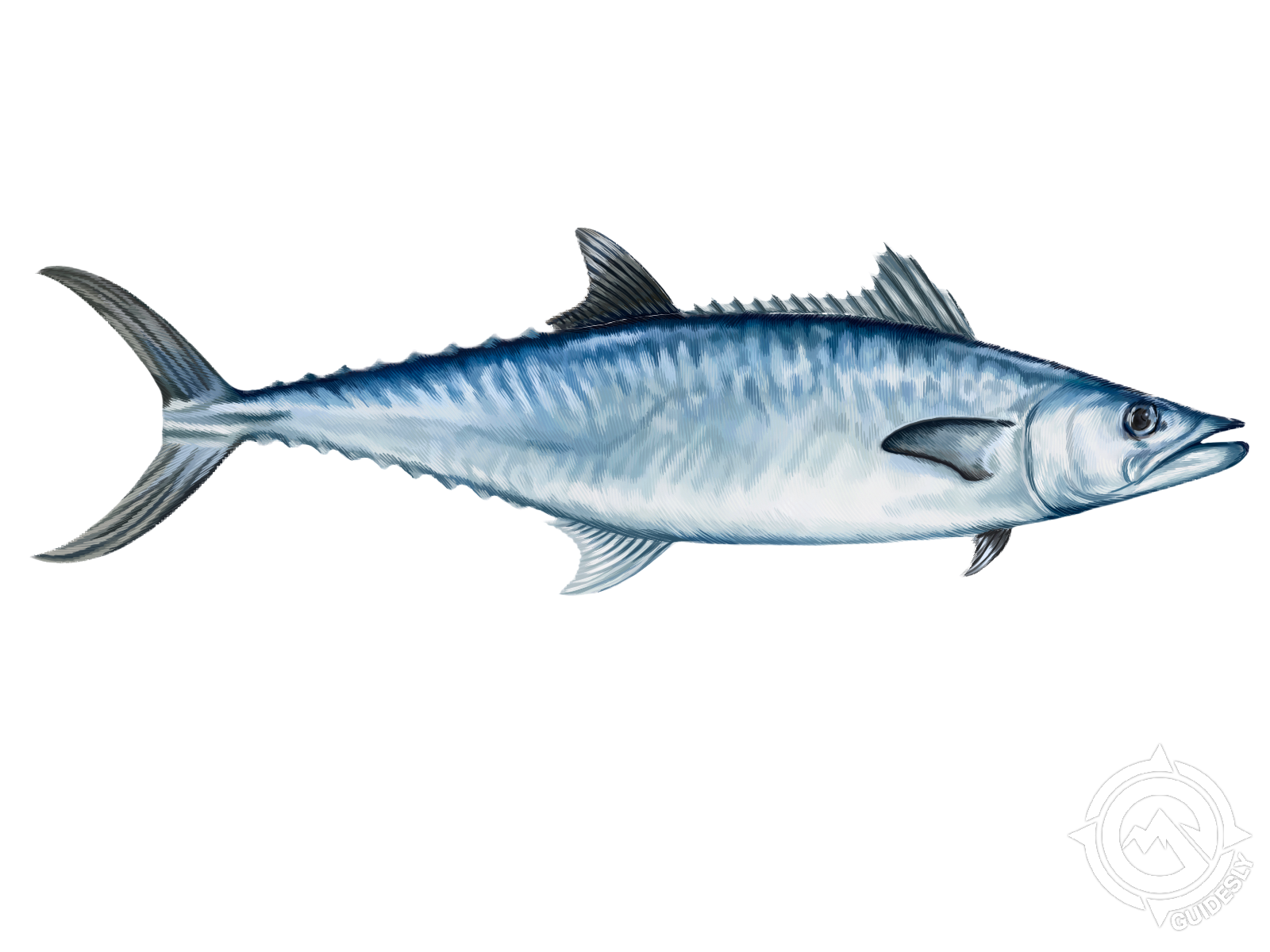 A blue fish with a long tail is swimming on a white background.