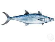 A blue fish with a long tail is swimming on a white background.