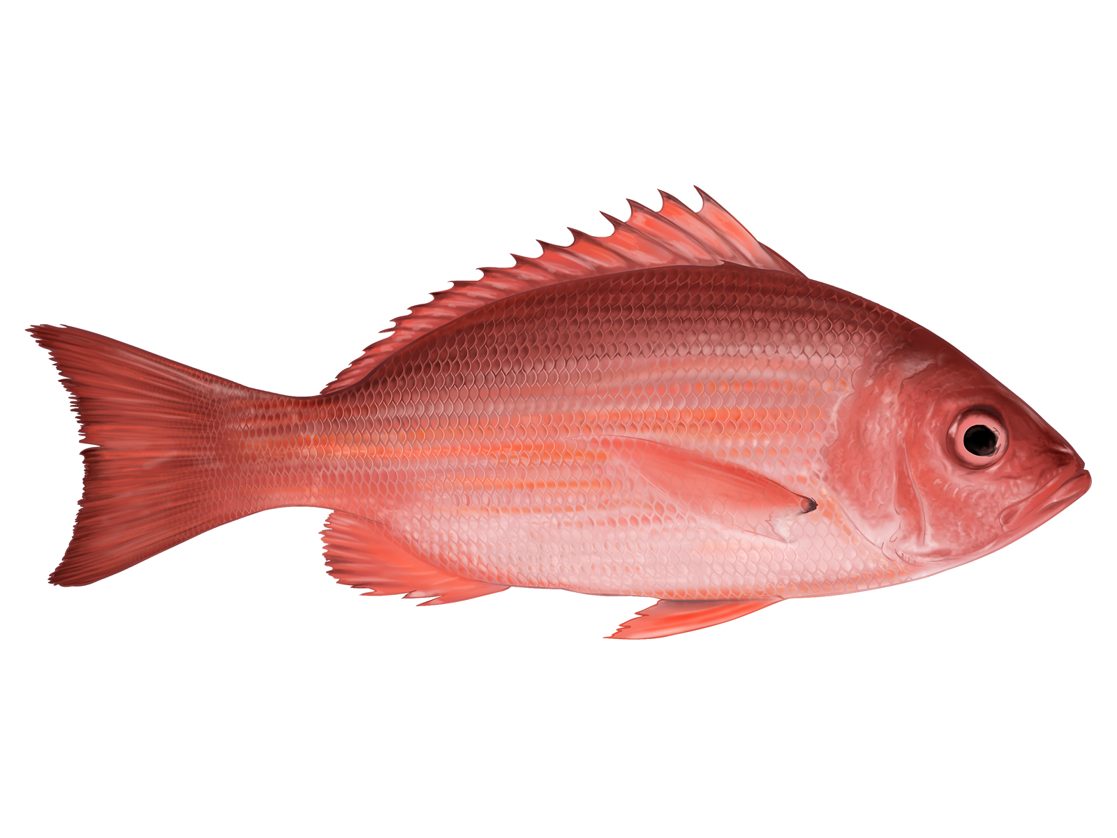 A close up of a red fish on a white background