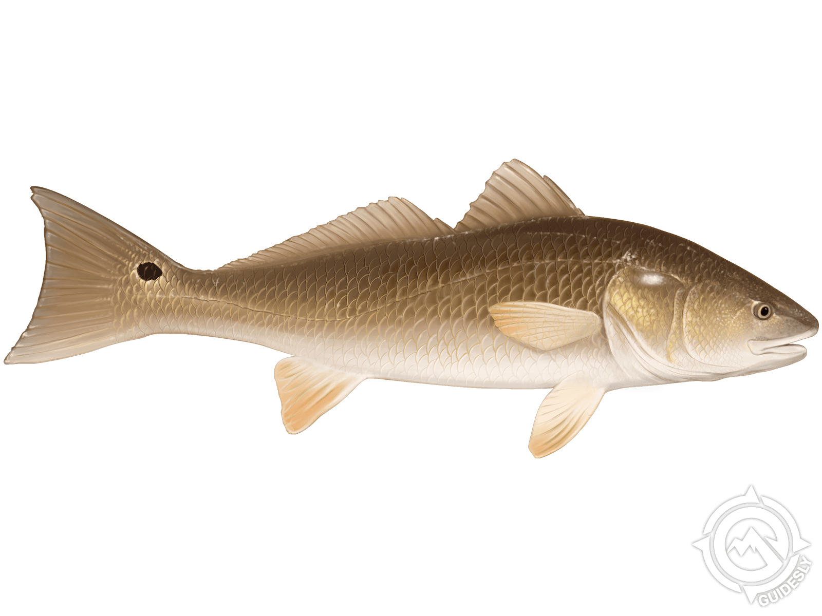 A redfish is swimming on a white background.
