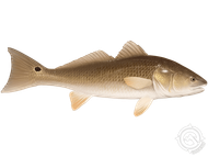 A redfish is swimming on a white background.
