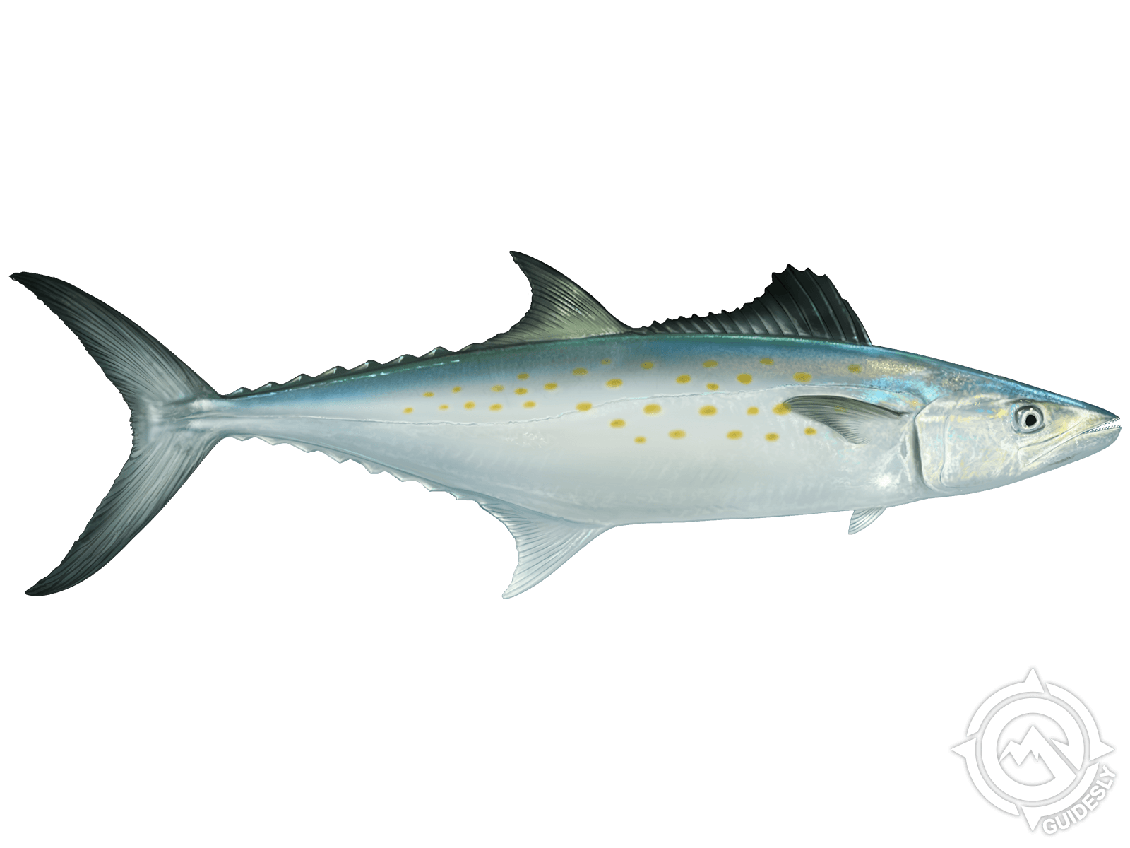 A fish with a long tail is swimming on a white background.