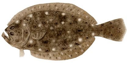 A close up of a fish on a white background.
