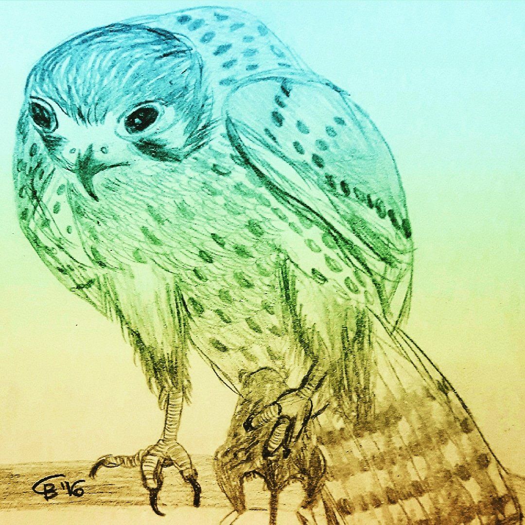 Turmfalke, Bleistiftzeichnung, Mausfalke, Logo, Kunst