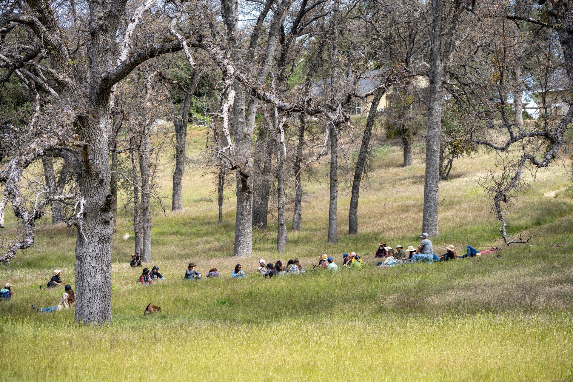 A group of people are sitting in a circle under trees in a park.