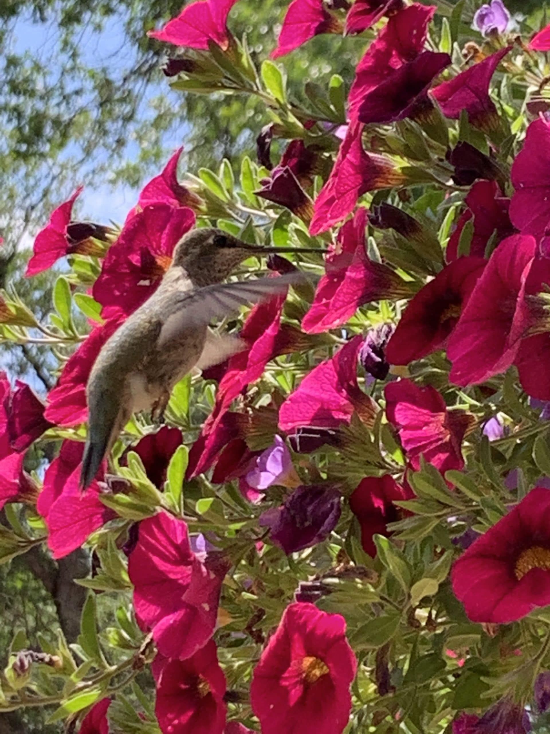 A hummingbird perched on top of a bush of pink flowers
