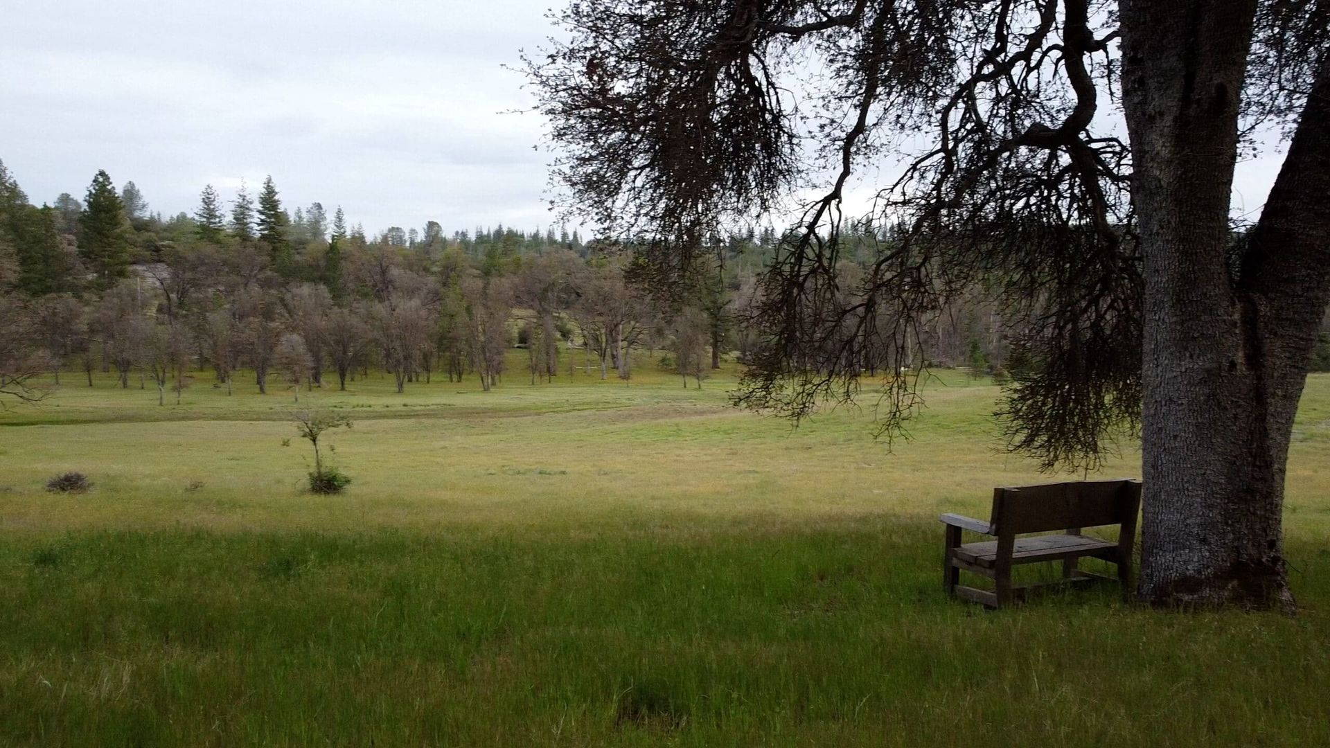 A park bench under a tree in a grassy field