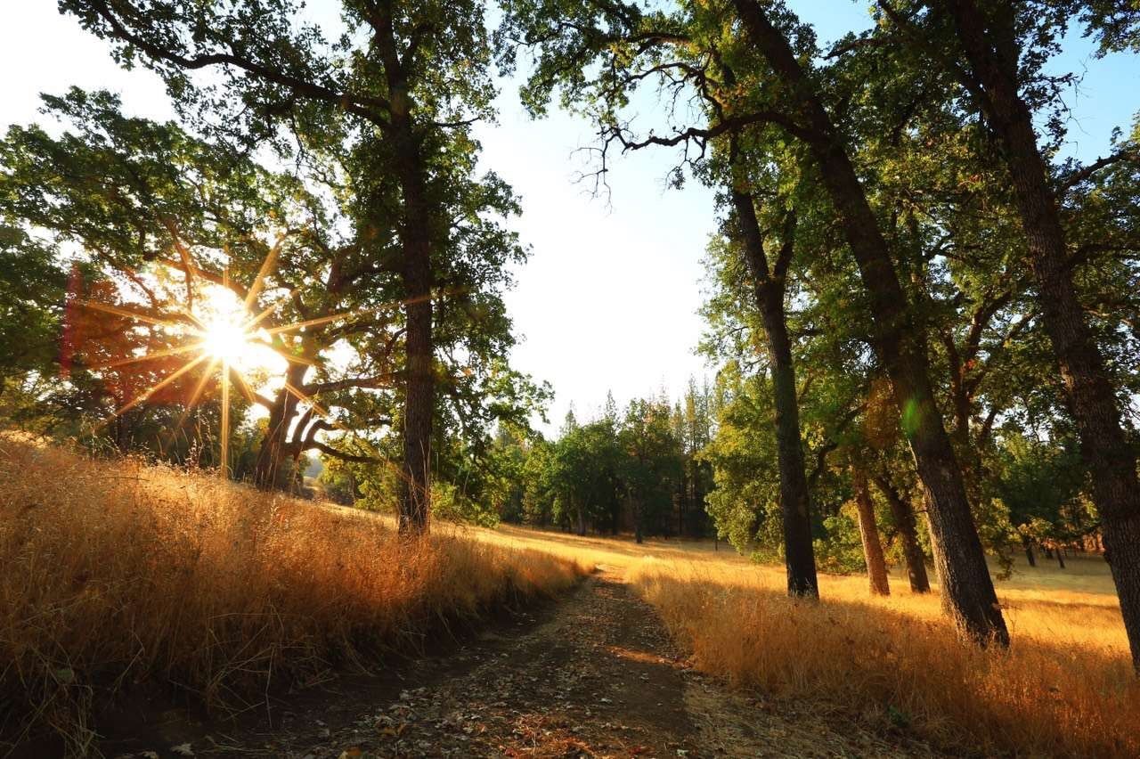 The sun is shining through the trees in the woods