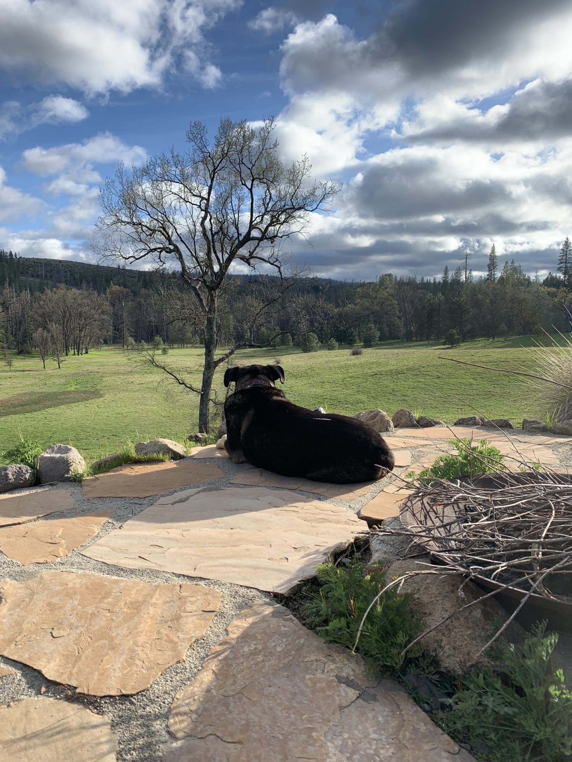 A black dog is laying on a rock in front of a field.