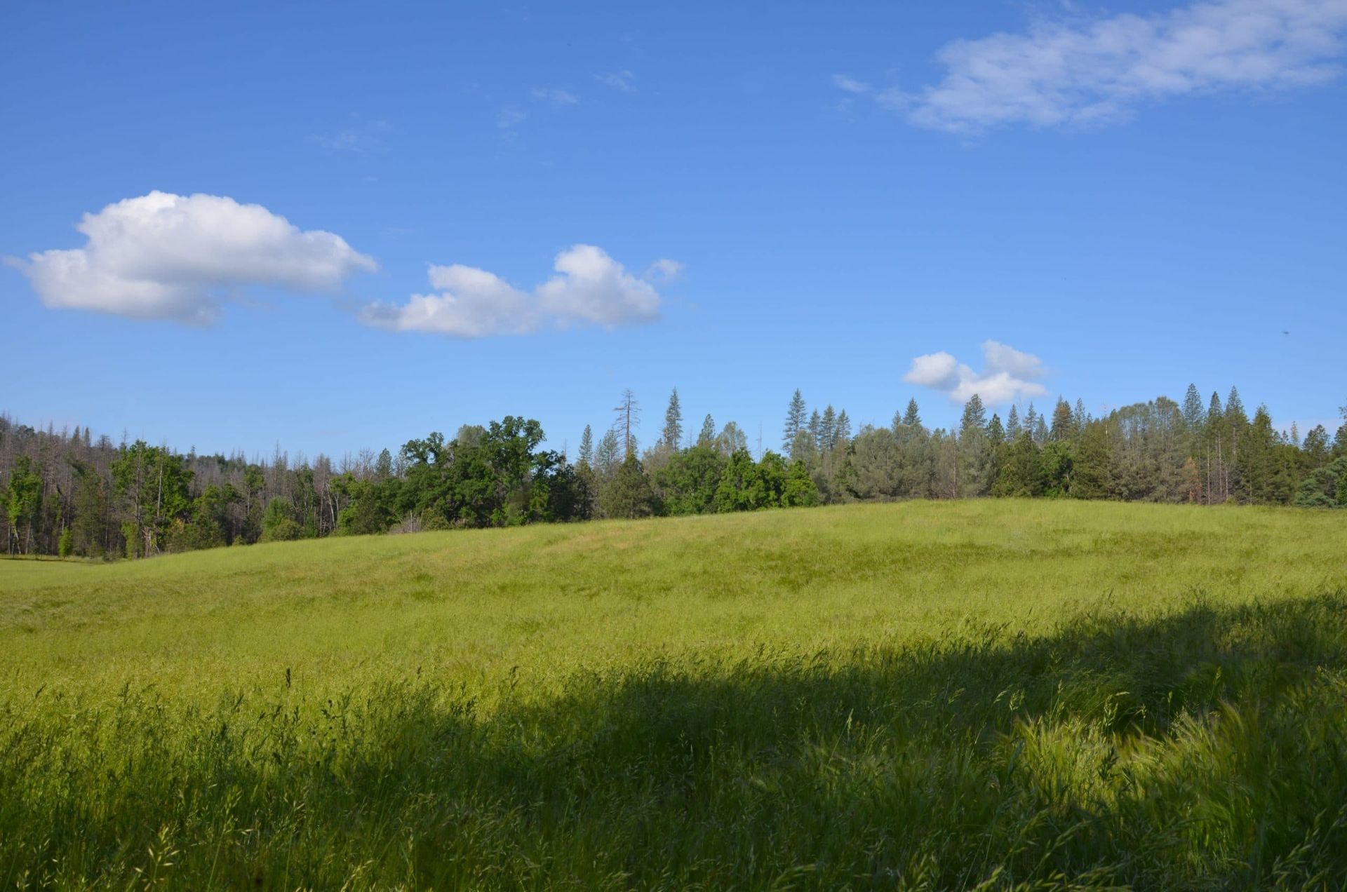 A grassy field with trees in the background and a blue sky with clouds