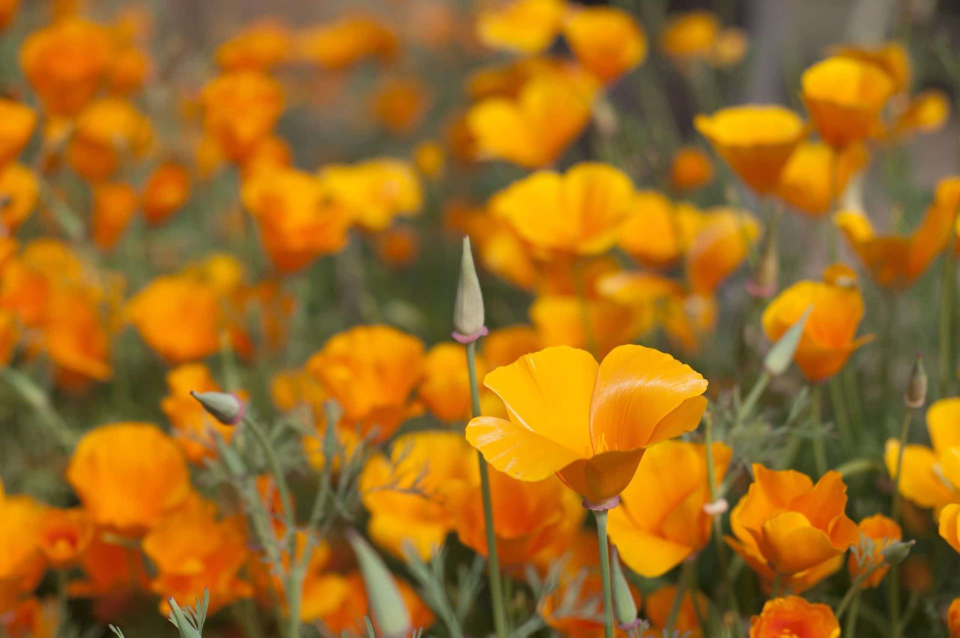 A field of yellow flowers growing in the grass.