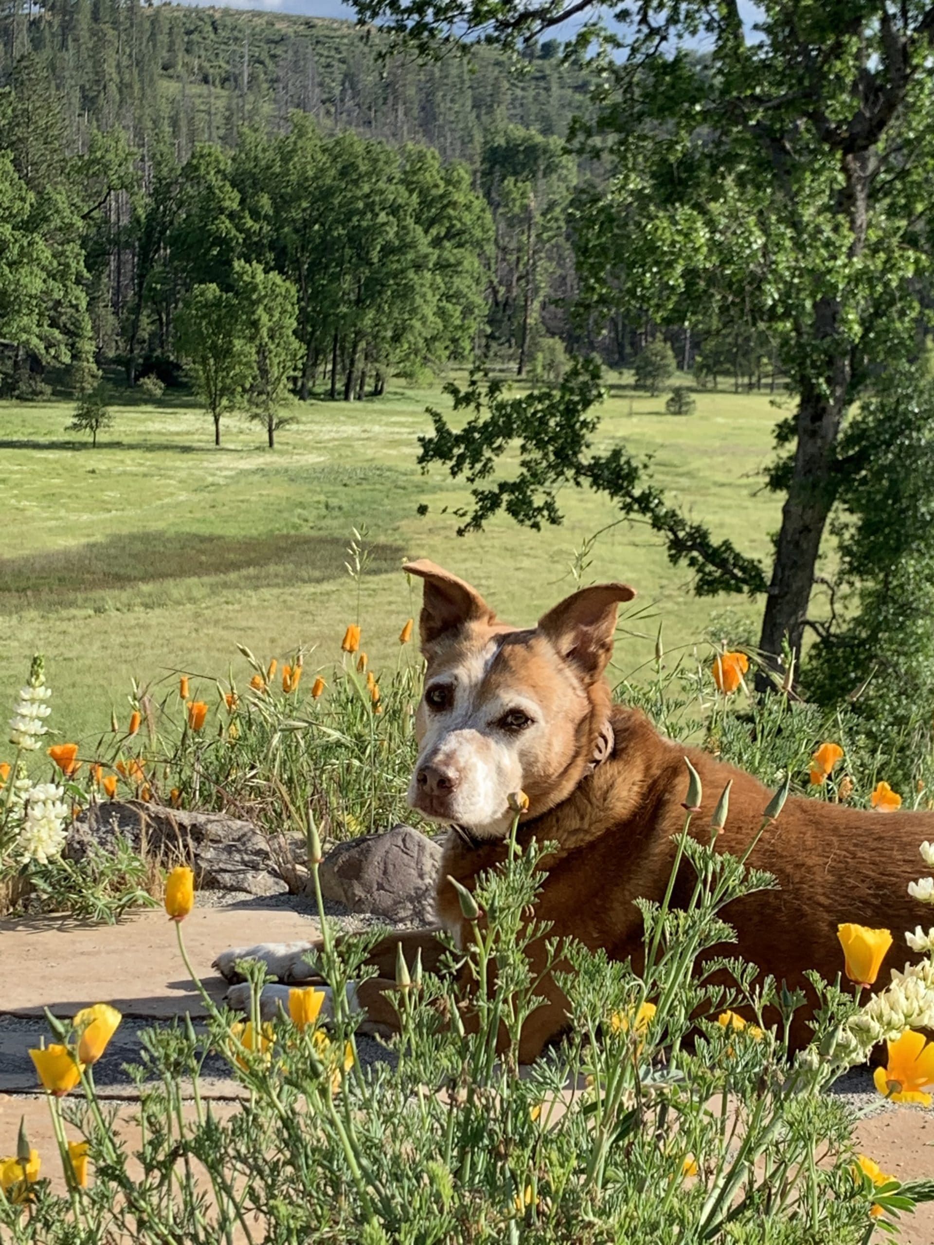A dog is laying in a field of flowers.