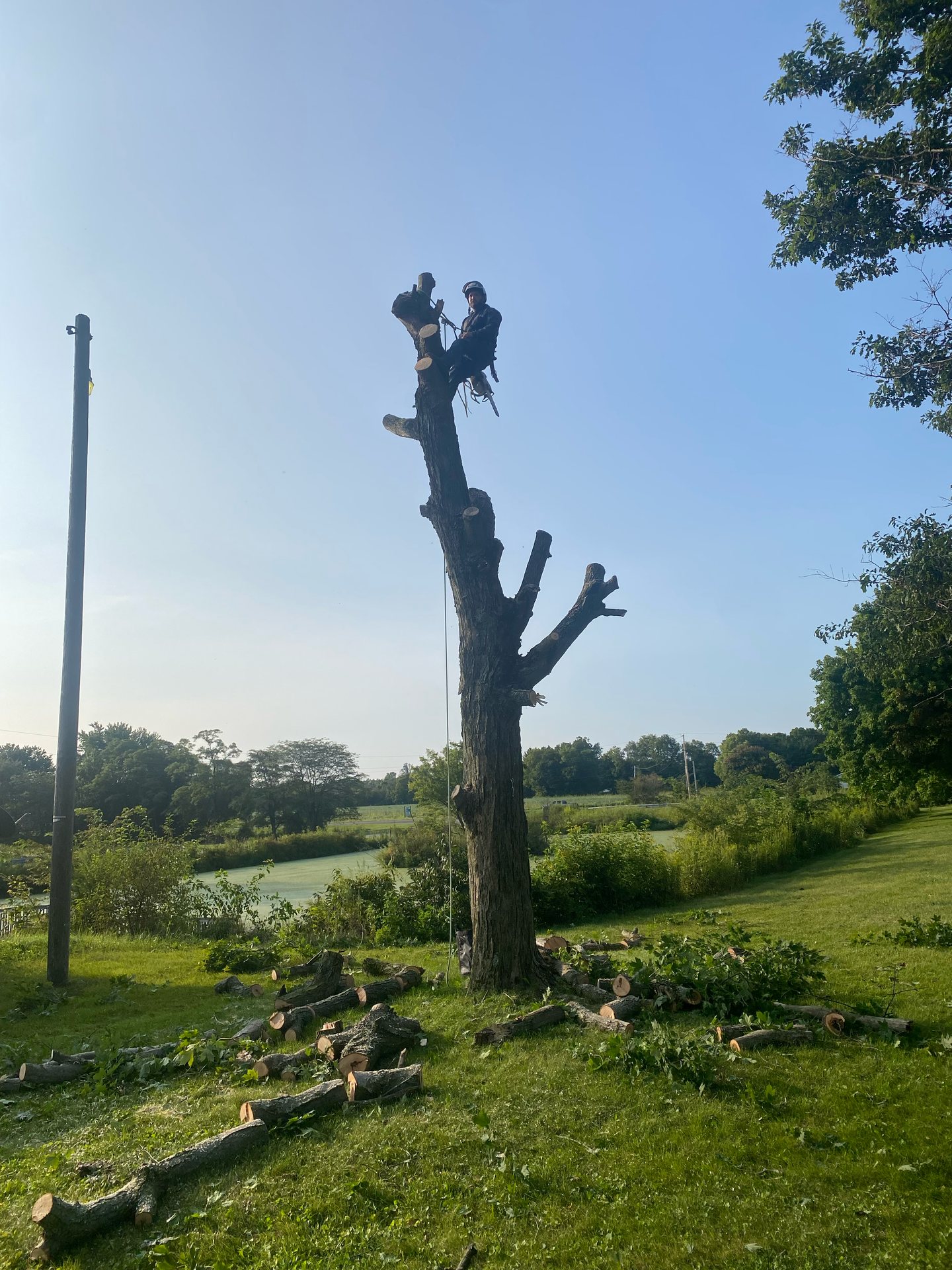 Person cutting branches from a tall tree in a green field under a blue sky. Logs and branches on the ground.