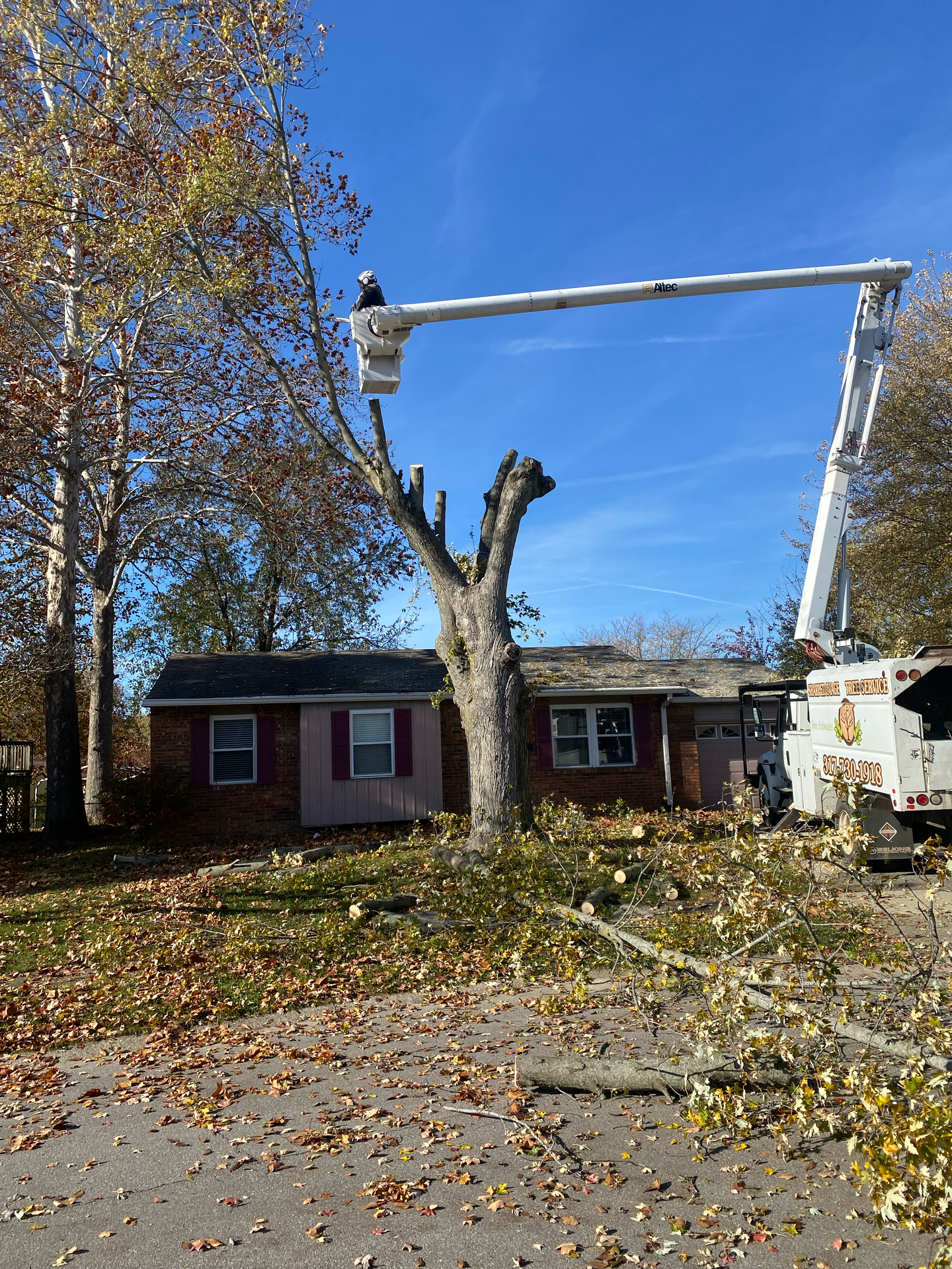 Tree removal: Arborist in lift trimming a tree in front of a house. Autumn leaves on the ground.