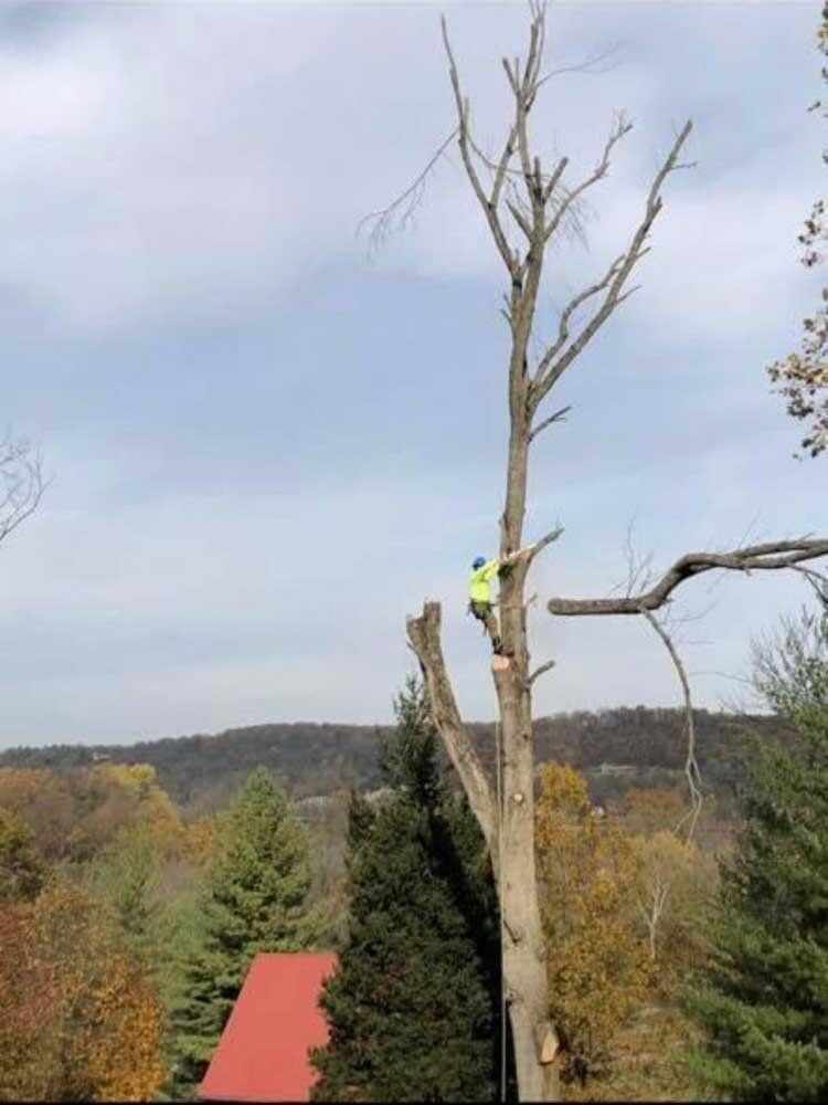 Arborist wearing safety gear trims a tall tree with a chainsaw; rural, cloudy sky.