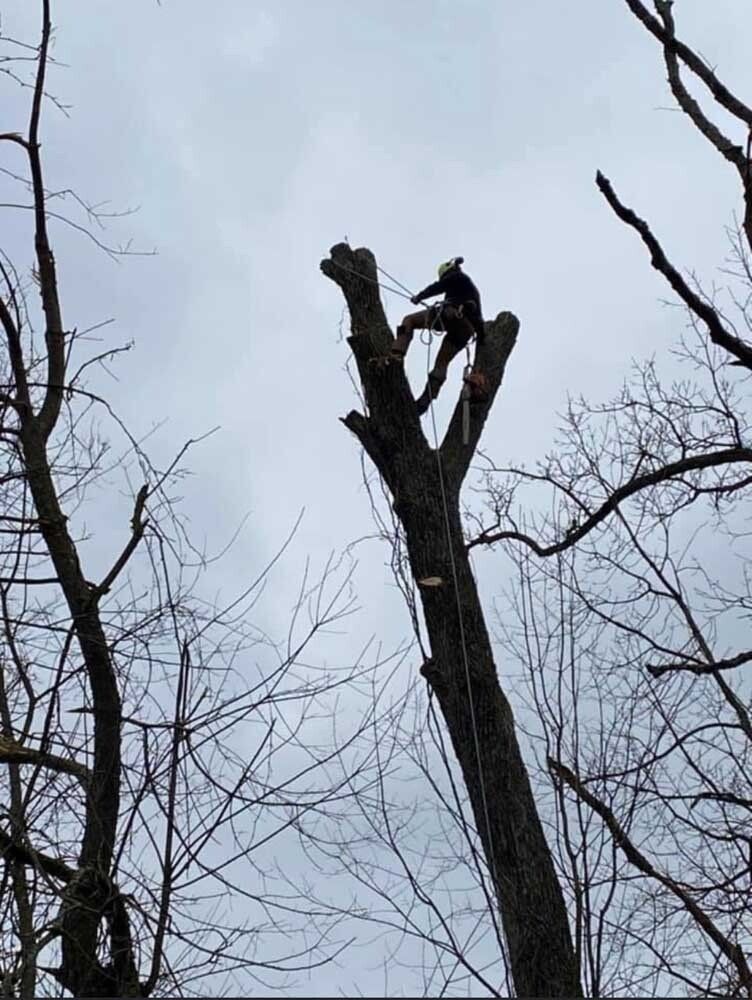 Arborist atop a tall, bare tree trunk, secured by ropes. Cloudy sky, winter setting.
