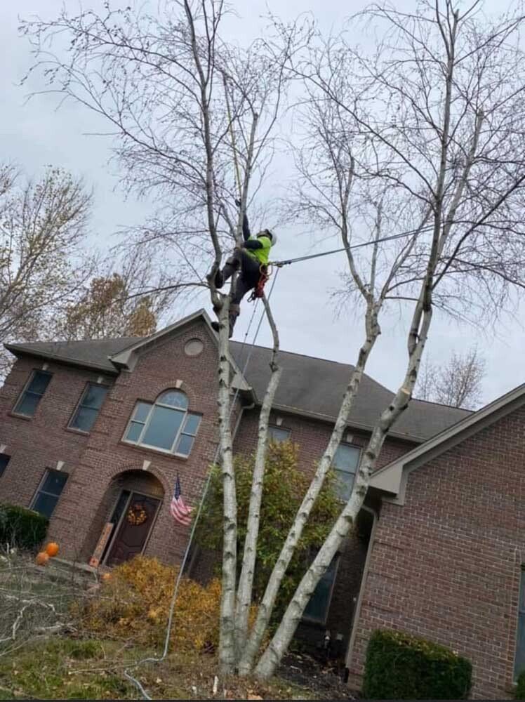 Arborist in harness trimming tall birch trees near a brick house.