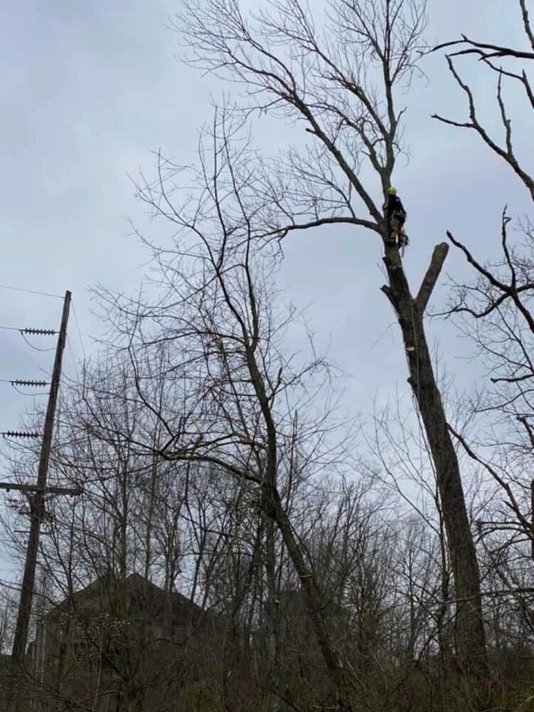 Arborist trimming a tall tree on an overcast day; a utility pole is visible on the left.