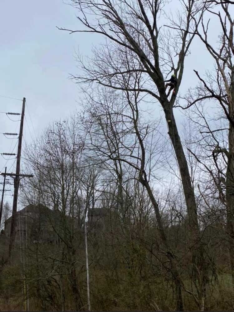 Arborist in a tall tree pruning branches on an overcast day near power lines and buildings.