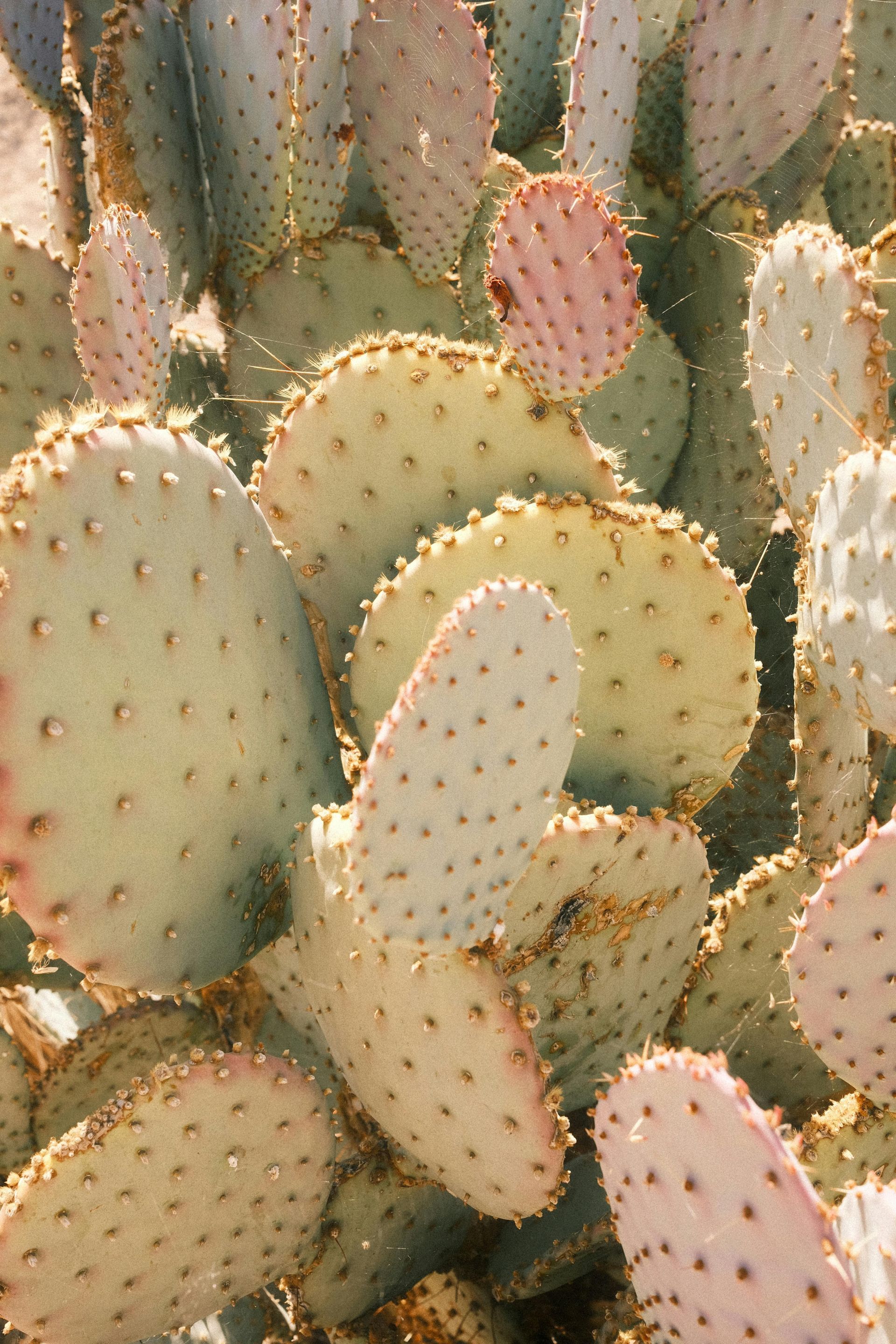 Prickly pear cactus with light green and pink pads, outdoors.