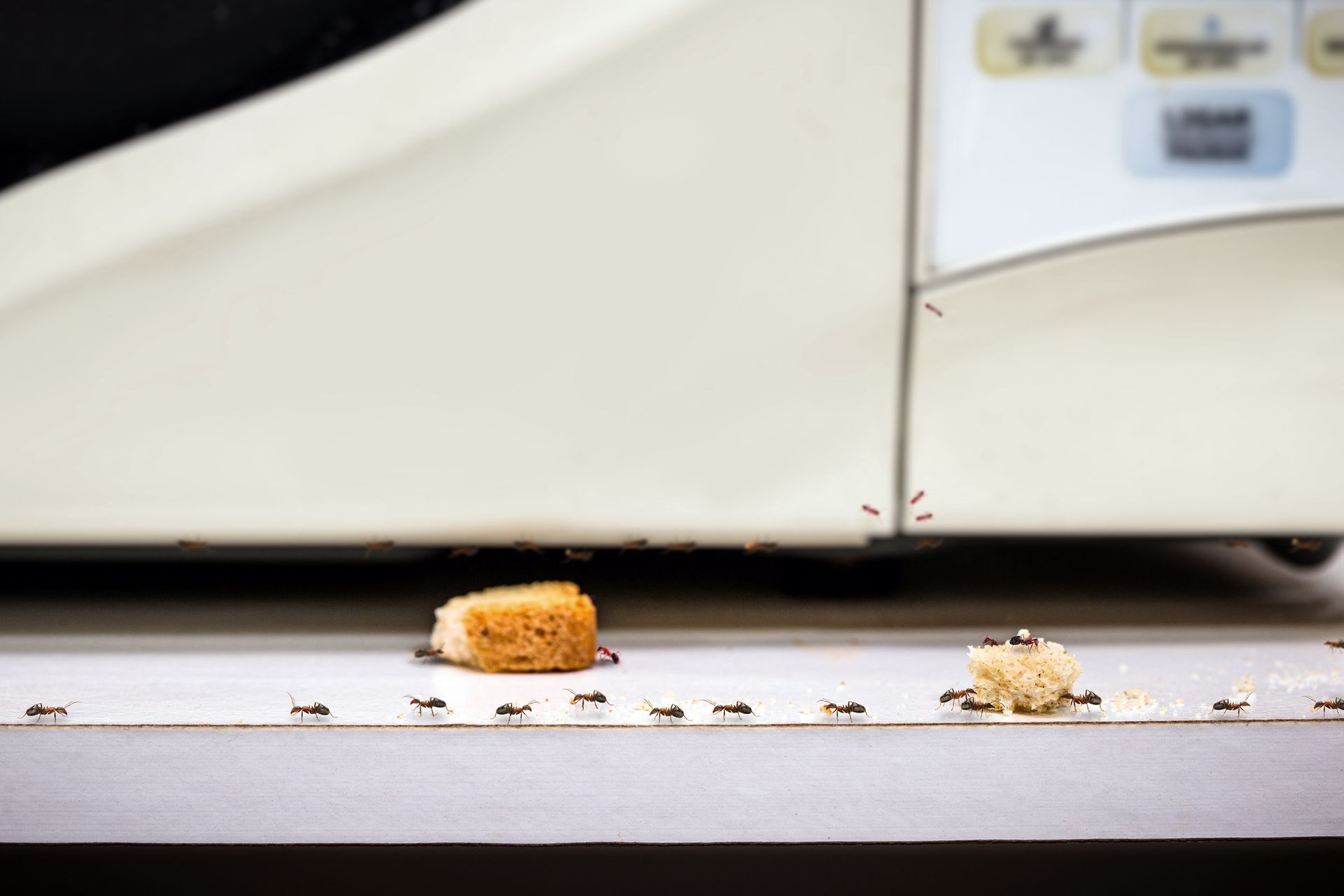 Ants - Complete Pest Control Services