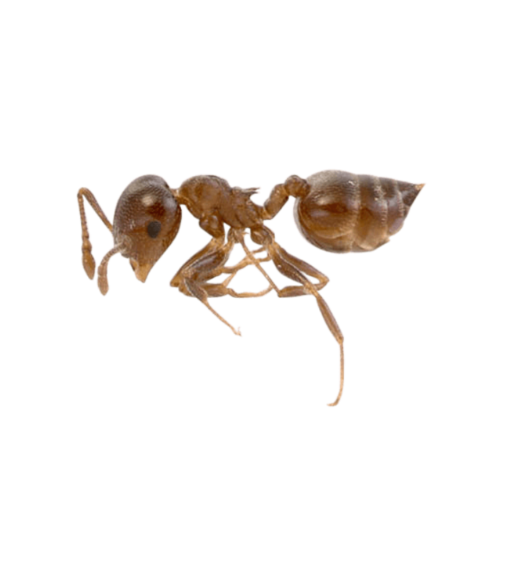 Acrobat Ant - Complete Pest Control Services