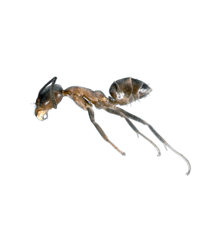Argentine Ant - Complete Pest Control Services