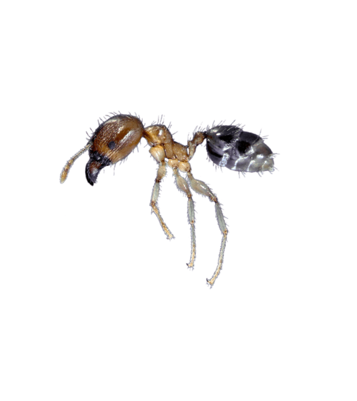 Big Headed Ant - Complete Pest Control Services