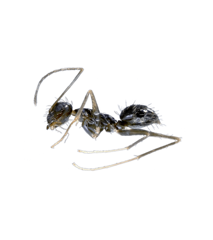 Crazy Ant - Complete Pest Control Services