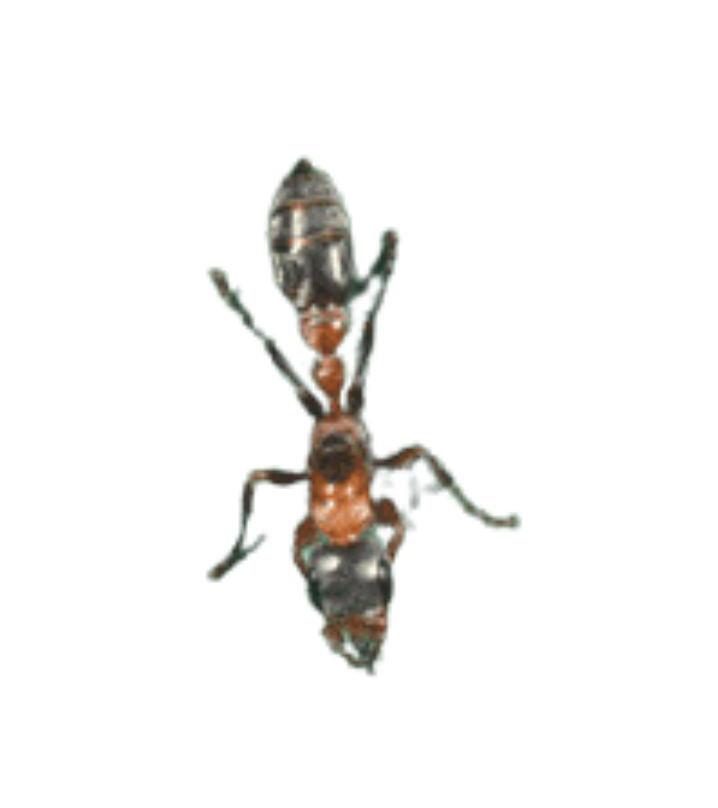 Elongate Twig Ant - Complete Pest Control Services