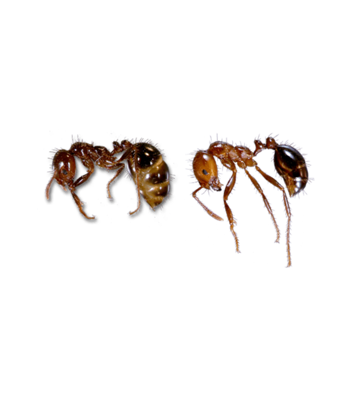 Fire Ant - Complete Pest Control Services
