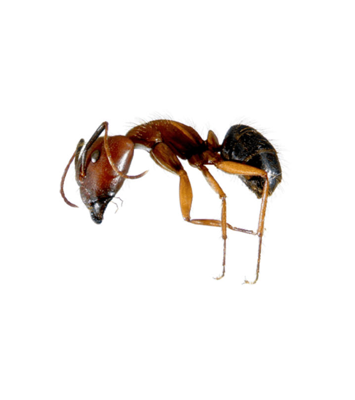 Florida Carpenter Ant - Complete Pest Control Services