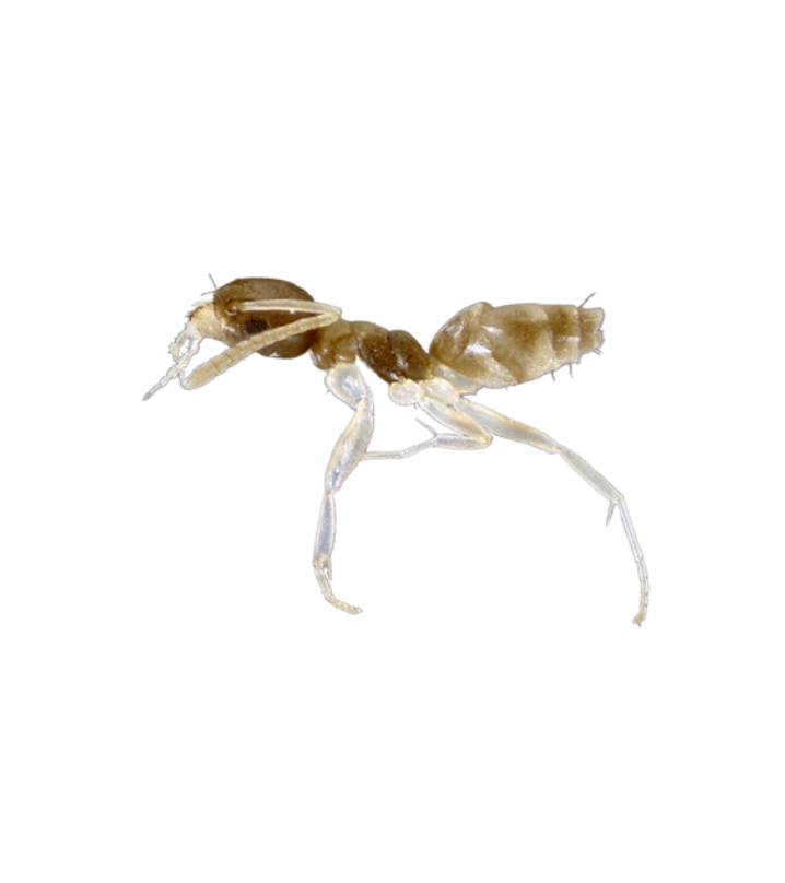 Ghost Ant - Complete Pest Control Services