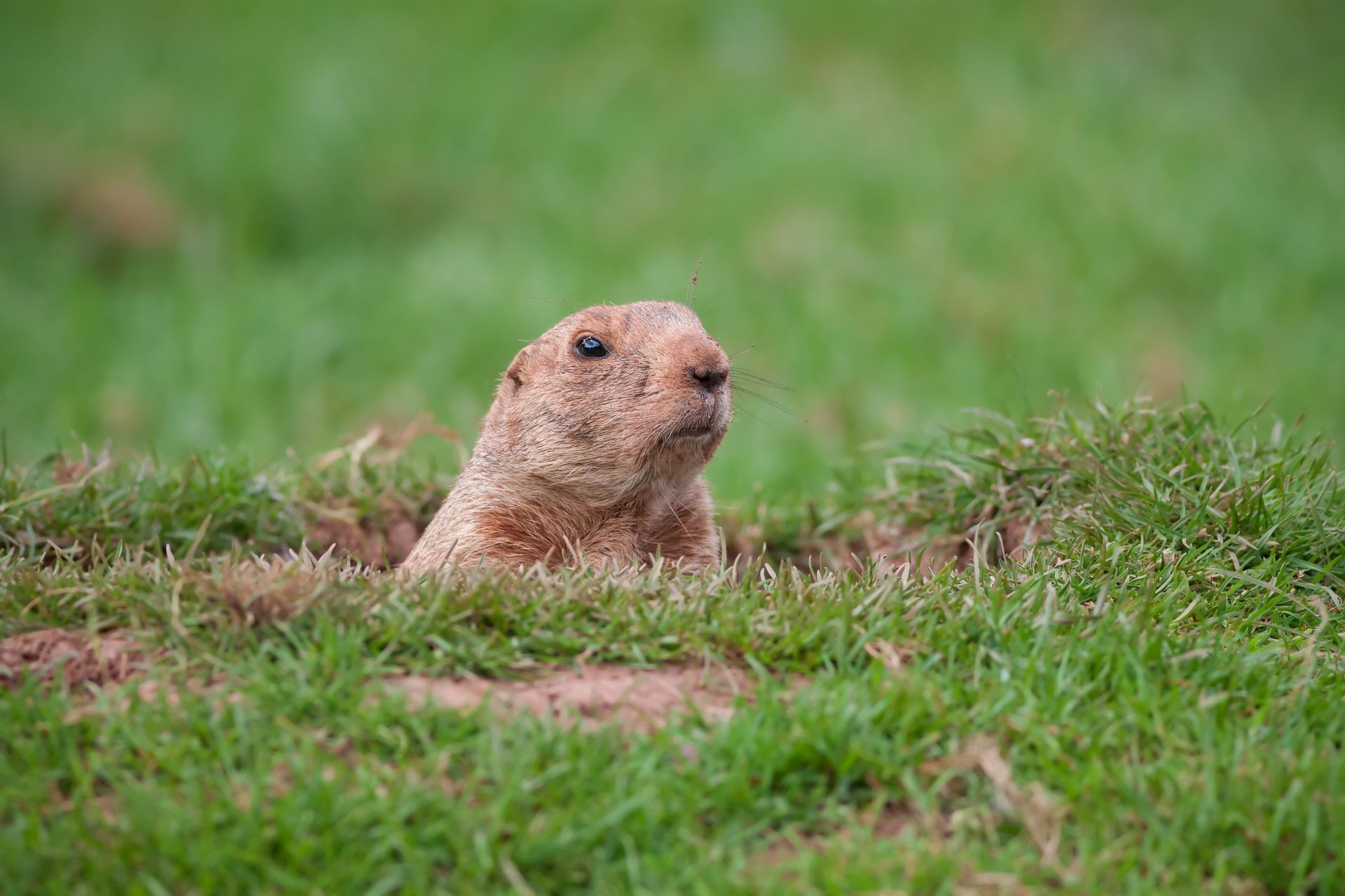 Groundhogs - Complete Pest Control Services