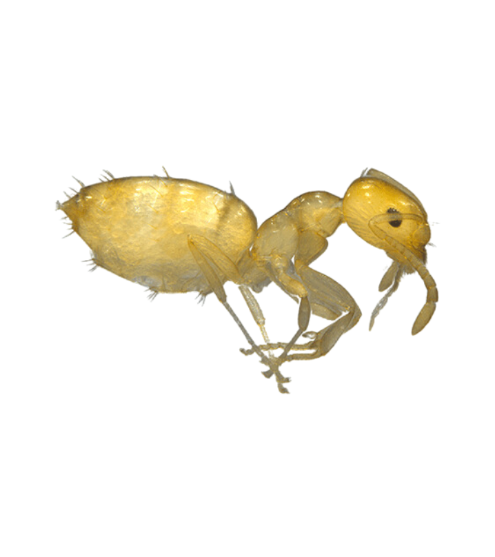 Little Yellow Ant - Complete Pest Control Services