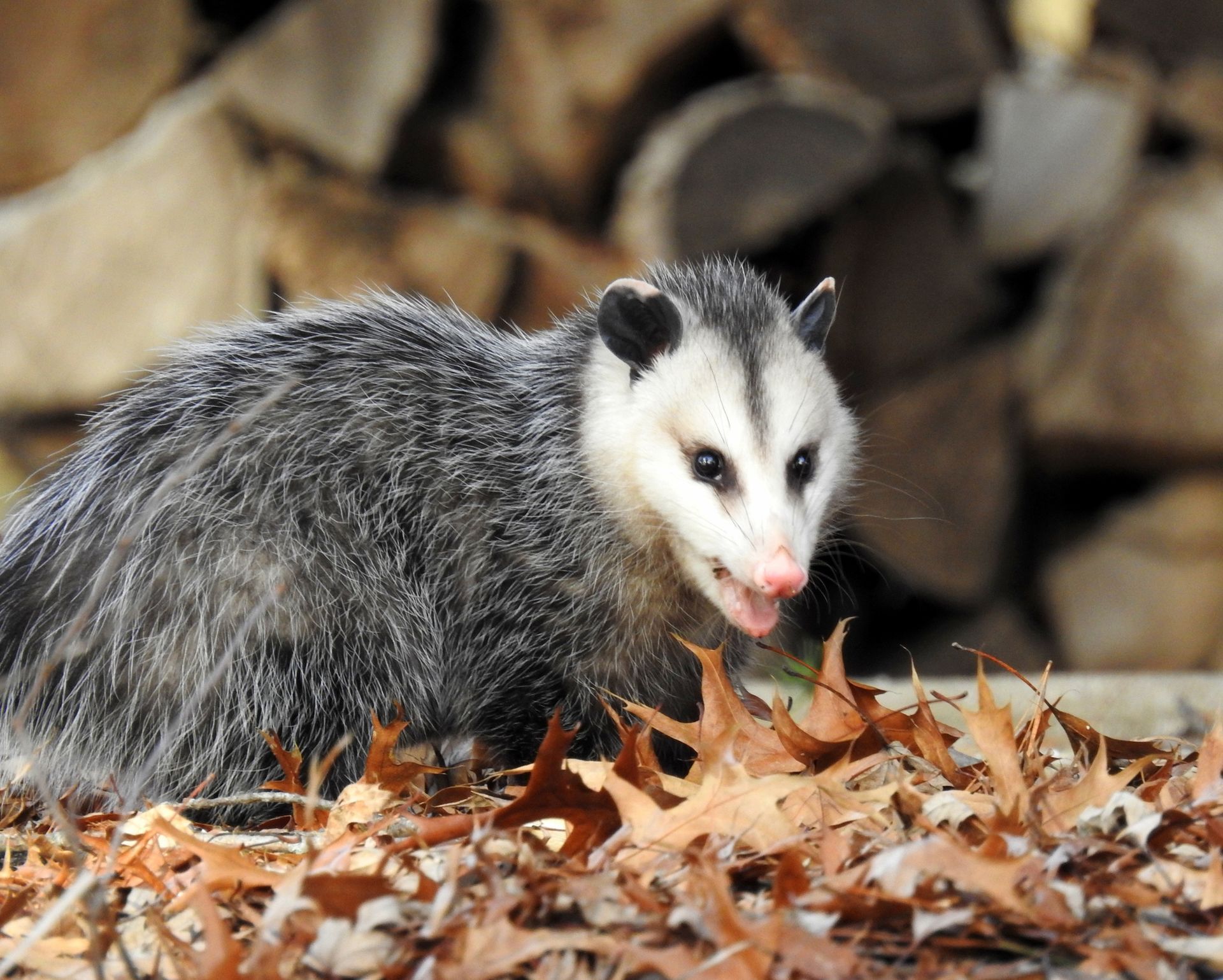 Opossums - Complete Pest Control Services