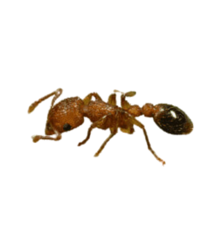 Pavement Ant - Complete Pest Control Services