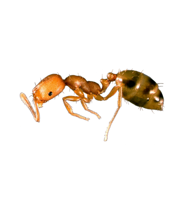 Pharaoh Ant - Complete Pest Control Services