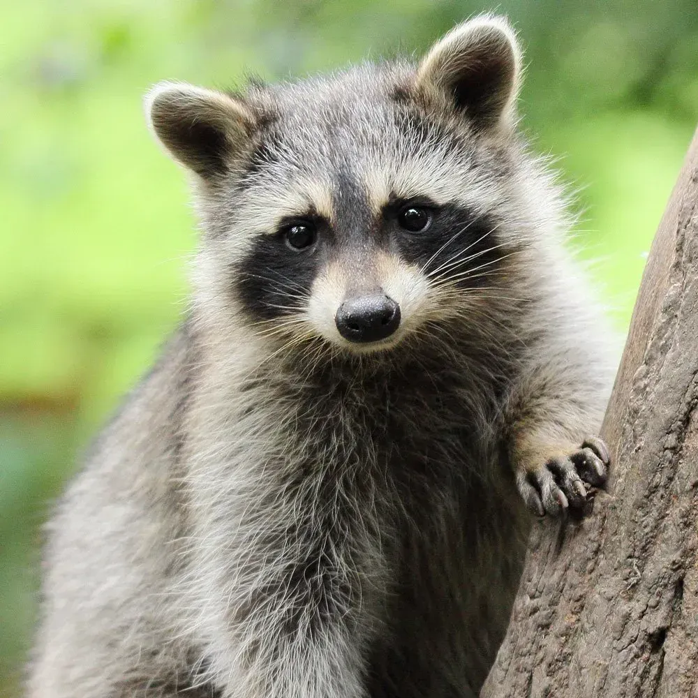 Wildlife Control - Complete Pest Control Services