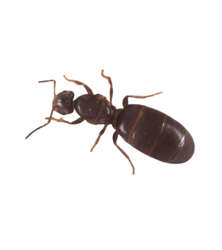 Rover Ant - Complete Pest Control Services