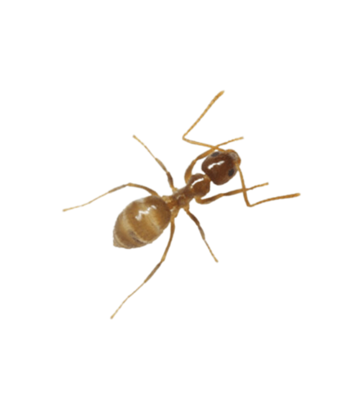 Tawny Crazy Ant - Complete Pest Control Services